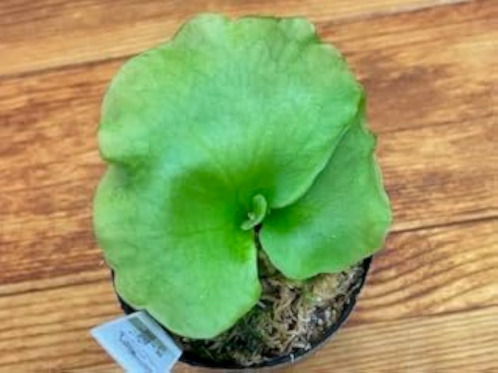 Amazon｜frog_yamato【ridleyi nano】リドレイ ナノ 細葉 ビカクシダ